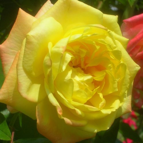 -18°C - Rózsa - Banzai - Online rózsa rendelés